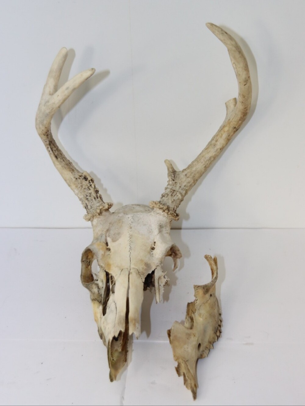 Deer Antler Skull Wall Mount - Natural Ivory Tones